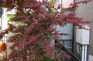 ベニトキワマンサクのピンクの葉